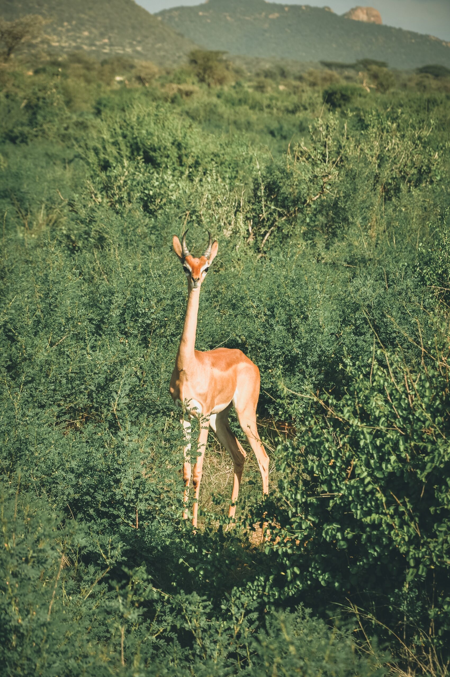 ,Arusha Natinal Park,Biharamuro,Kimisi,Ibanda (117) ,Arusha Natinal Park,Biharamuro,Kimisi,Ibanda (117)