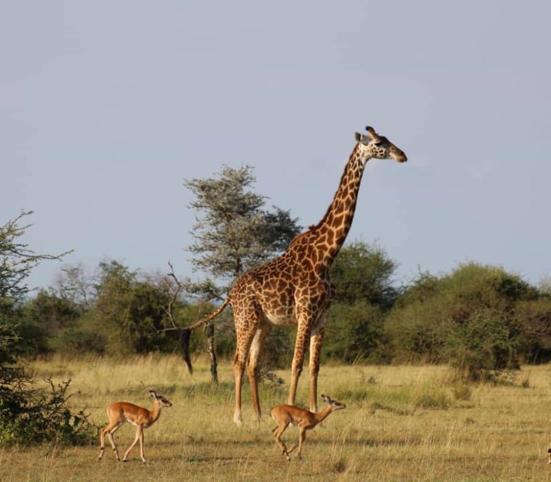 big five/nature/safari/africa/nature/germany/barcelona/madrid/arsenal/uefa/ueropa/caf/worldcup/world/men/women/luxury Nature - Africa - Specialist - Trip - Tanzania - Safari