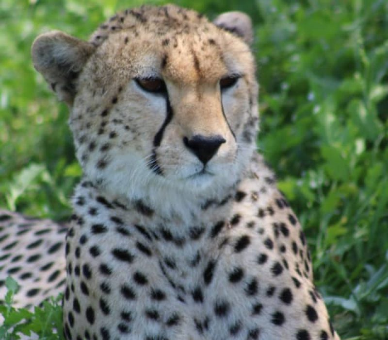 Safari Specialist Tanzania Safari Africa