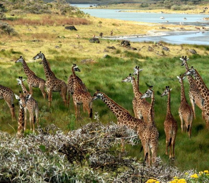 arusha-national-park/ travel/nature/dar es salaam/kilimanjaro/manyara/nairobi/kenya/travel/tour/tourism/nature/africa/big five/ Trip Africa
