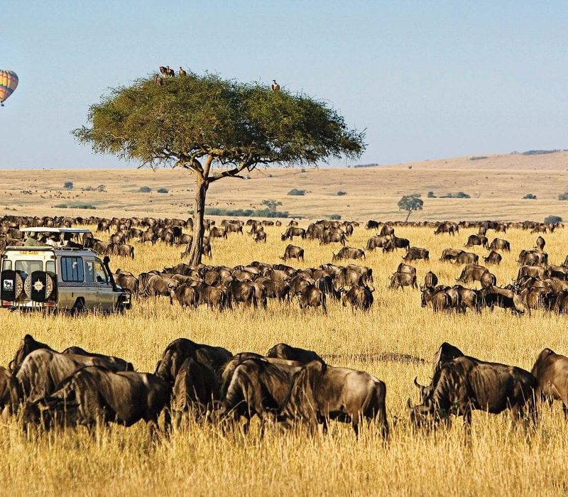 maasai-mara-1110×700 maasai-mara-1110x700