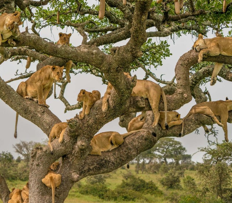 serengeti-national-park-1 Serengeti Tanzania Safari