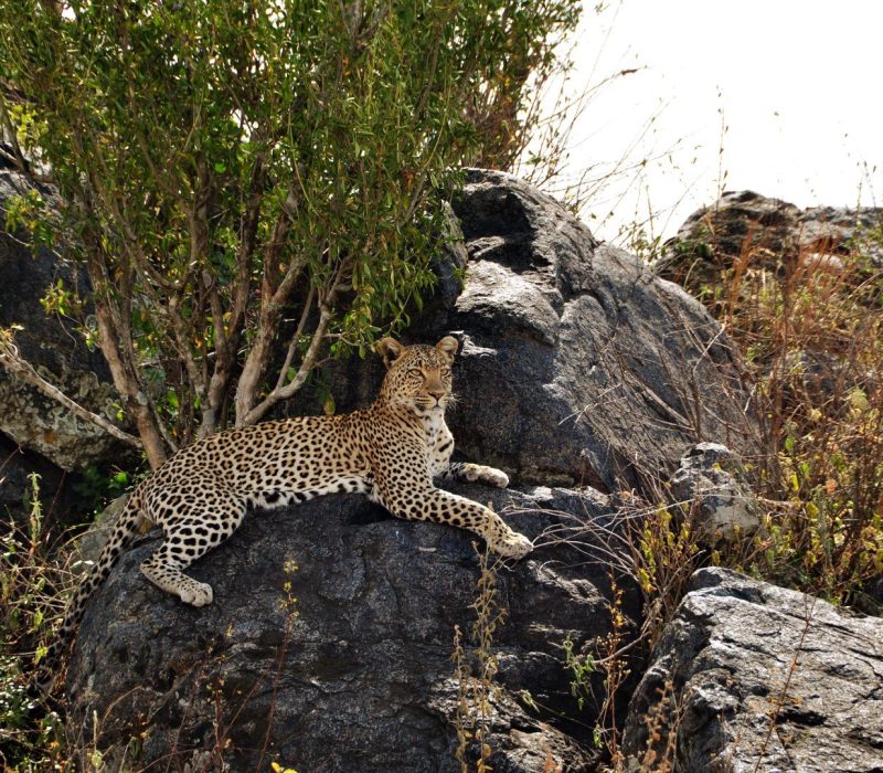 tanzania-leopard-big-five-wadi-destination/arusha/tanzania/nature/safari/tour/africa/politics/government/election/luxury/fly/bird/ Tarangire - Serengeti - Manyara