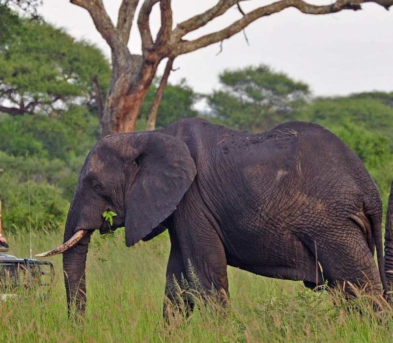 tarangire-national-park-day-trip-banner Big five Africa